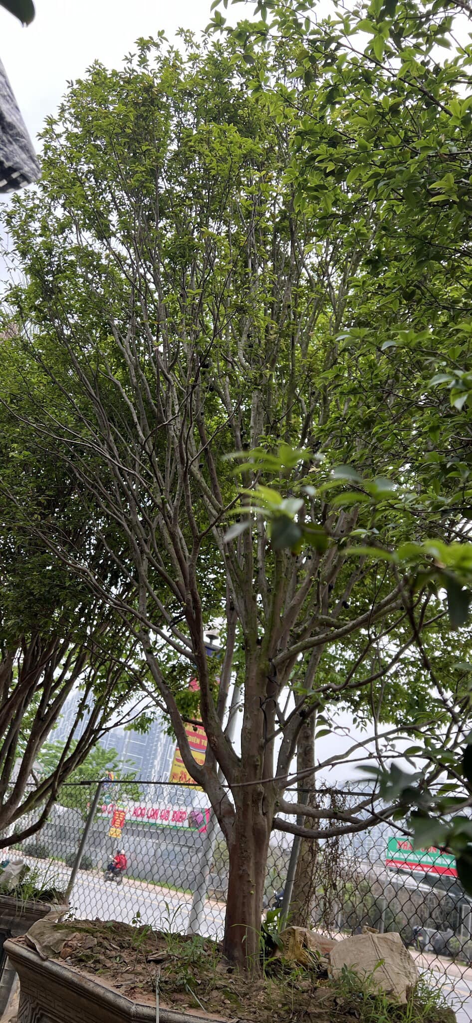 CÂY NHO THÂN GỖ TO VANH 40 CM